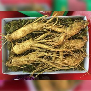 Nhan sam tuoi han quoc 6cu 1kg 3