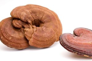 Cách phân biệt Linh Chi
