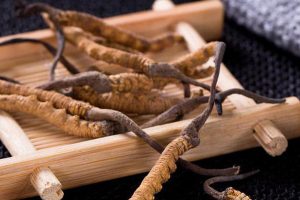 cordyceps-sinensis-4