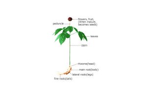 ginseng-tree