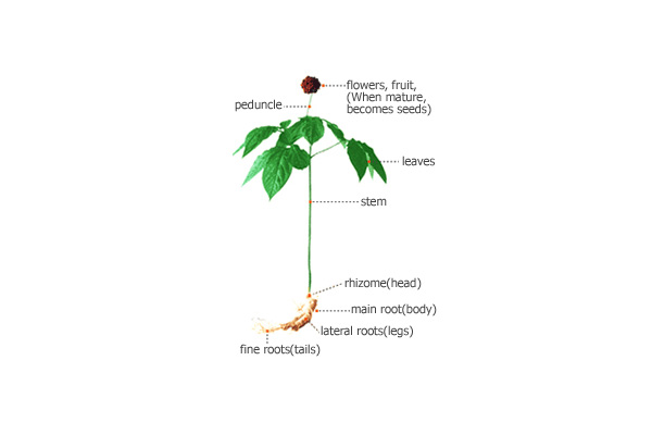 ginseng-tree