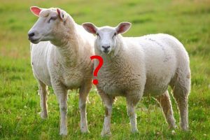 sheep